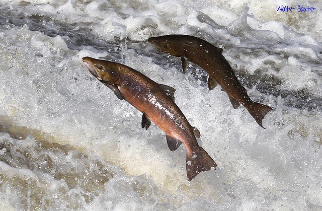 Salmon Salmon