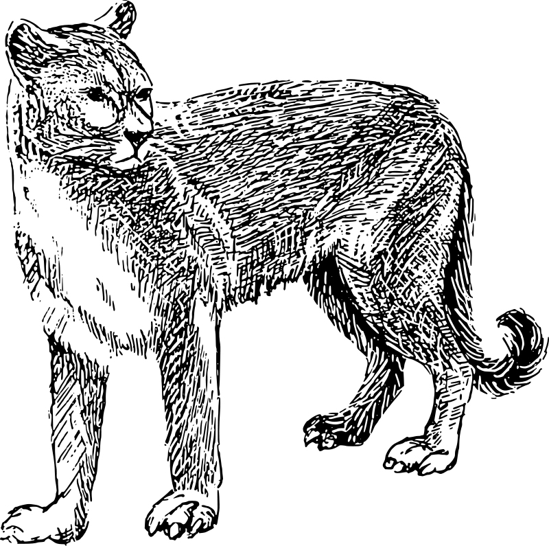 cougar cougar