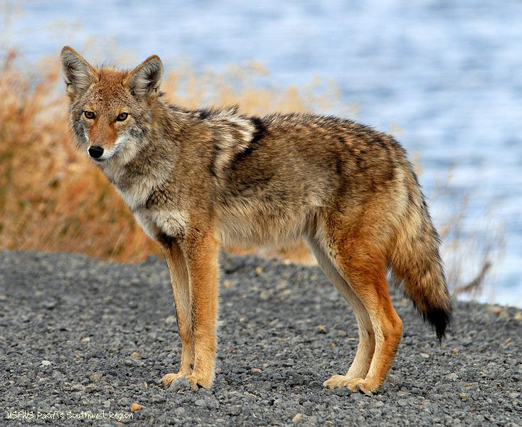 Coyote Coyote