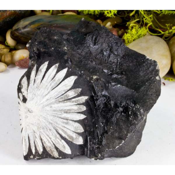 Chrysanthemum Stone-15535