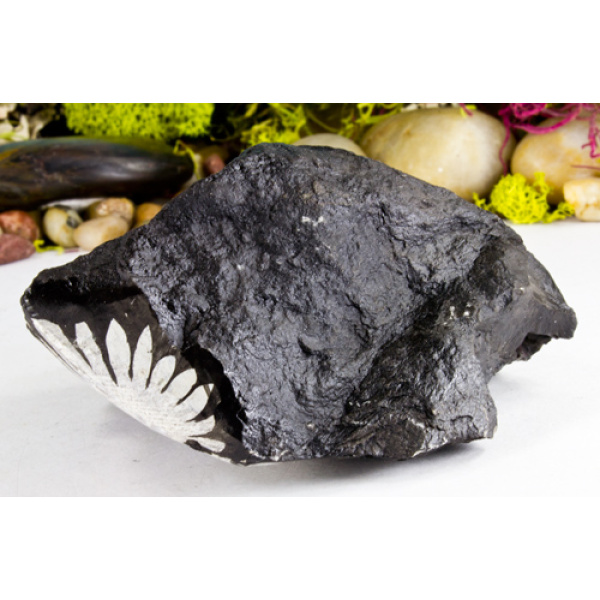 Chrysanthemum Stone-15533
