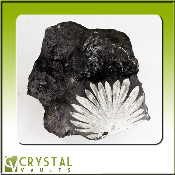 Chrysanthemum Stone-0