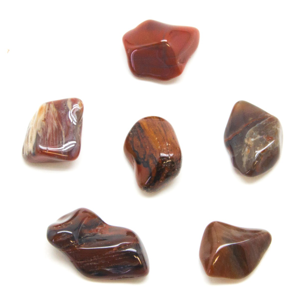 Petrified Wood Tumbled Stones (Sm.)-0
