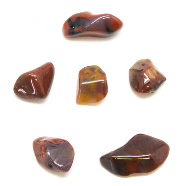 Petrified Wood Tumbled Stones (Sm.)-84950