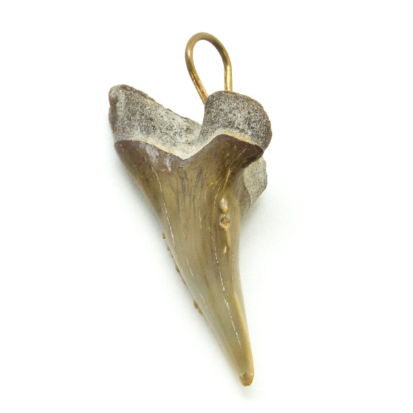 Shark Tooth Pendant(Small)-70362