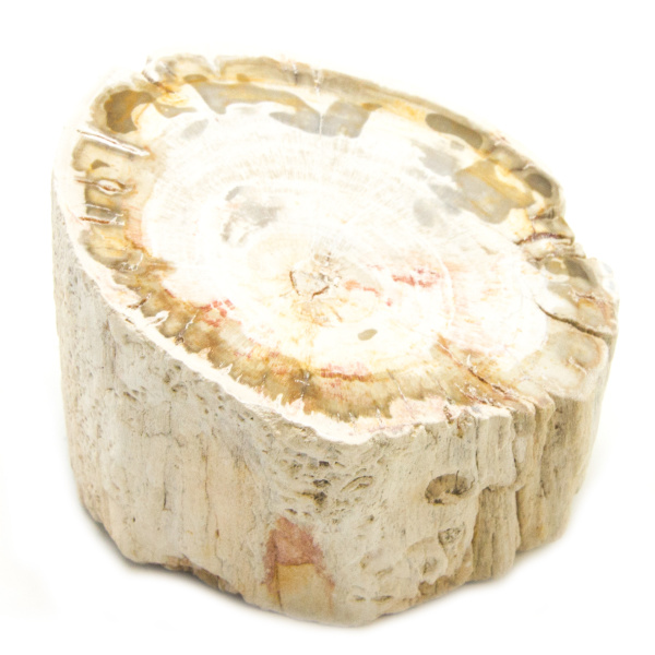Petrified Wood Stem-0
