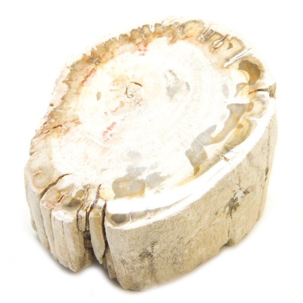 Petrified Wood Stem-85608