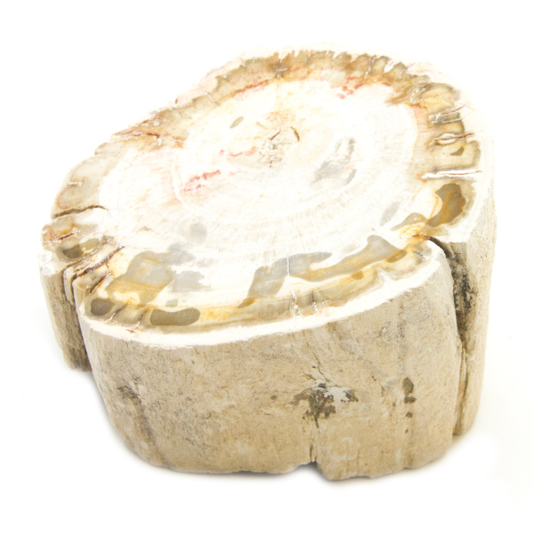 Petrified Wood Stem-85609