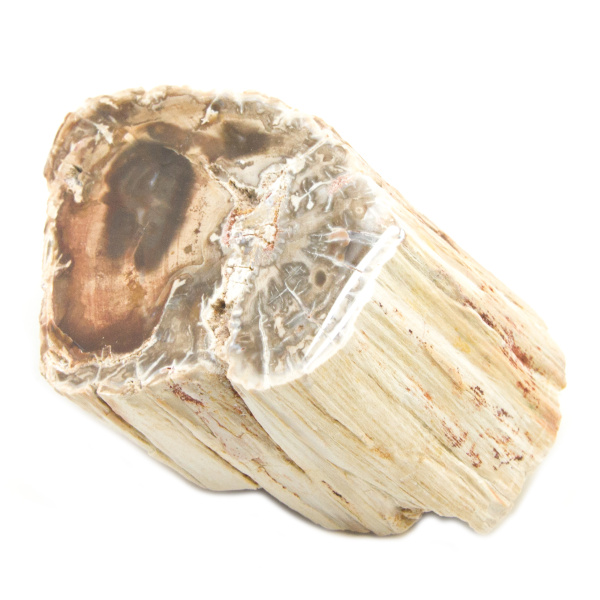 Petrified Wood Stem-85616
