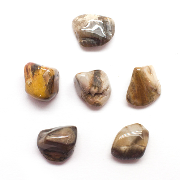 Petrified Wood Tumbled Set (Large)-107669