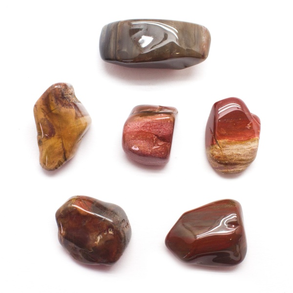 Petrified Wood Tumbled Set (Extra Large)-107675