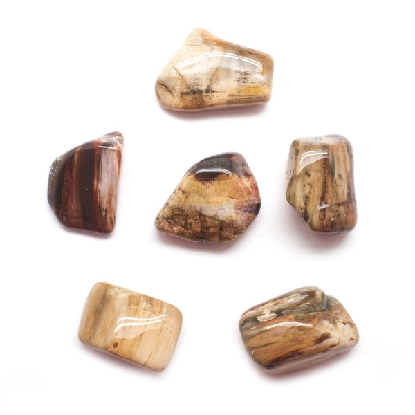 Petrified Wood Tumbled Set (Extra Large)-0