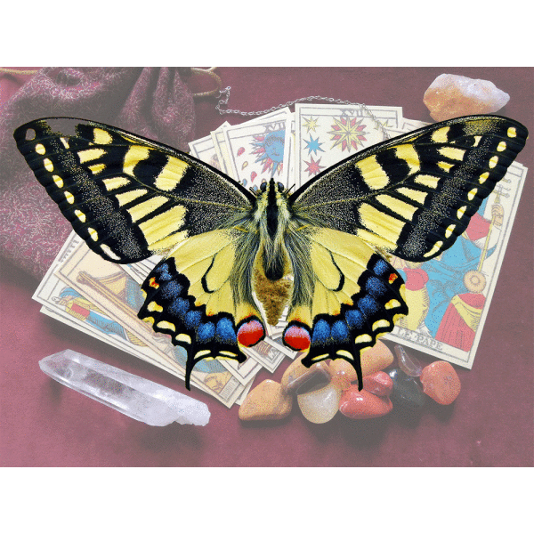 The "Lone Butterfly" Three Card Spread-0