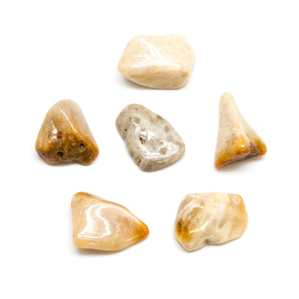 Agatized Coral Tumbled Stone Set (Extra Large)-182595