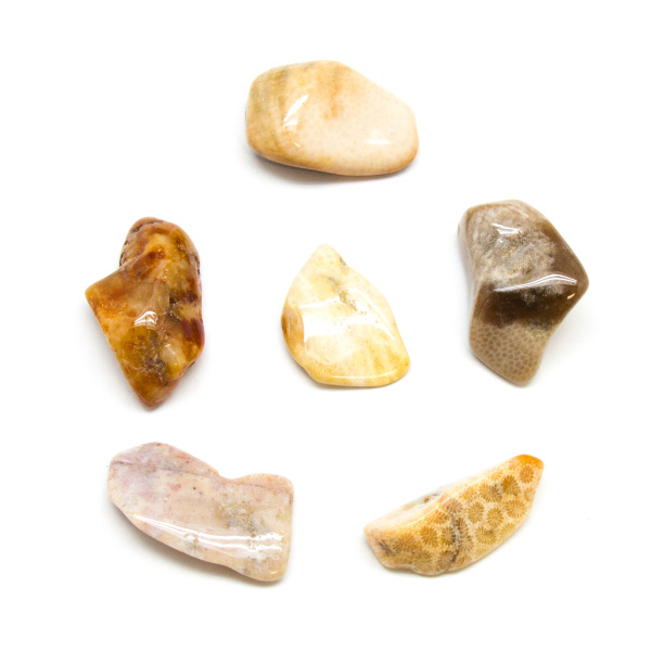 Agatized Coral Tumbled Stone Set (Extra Large)-0