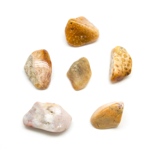 Agatized Coral Tumbled Stone Set (Extra Large)-182596