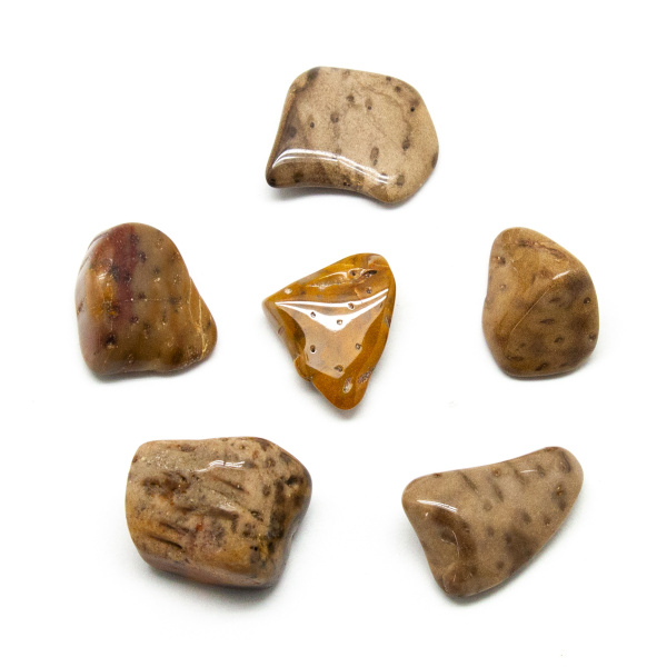 Petrified Palm Wood Tumbled Stone Set (Large)-0