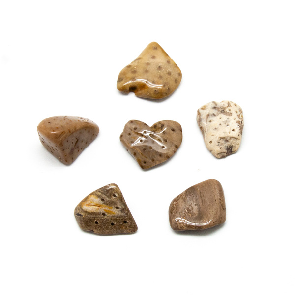 Petrified Palm Wood Tumbled Stone Set (Large)-191265