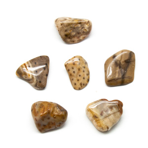 Petrified Palm Wood Tumbled Stone Set (Large)-191266