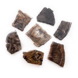 Polished Petrified Wood Slab-0