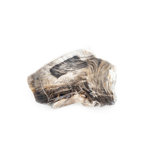 Polished Petrified Wood Slab-203779
