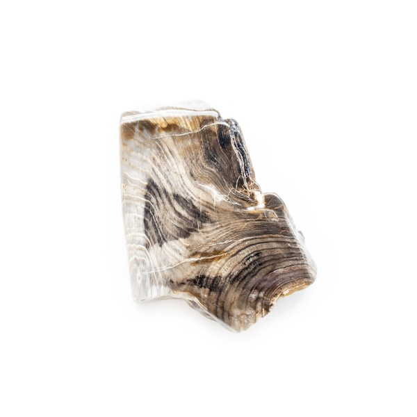 Polished Petrified Wood Slab-203780