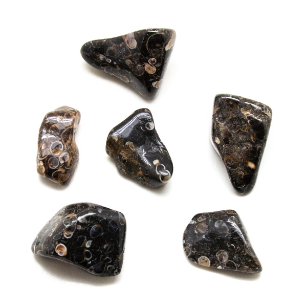 Turritella Agate Tumbled Stone Set (Extra Large)-0