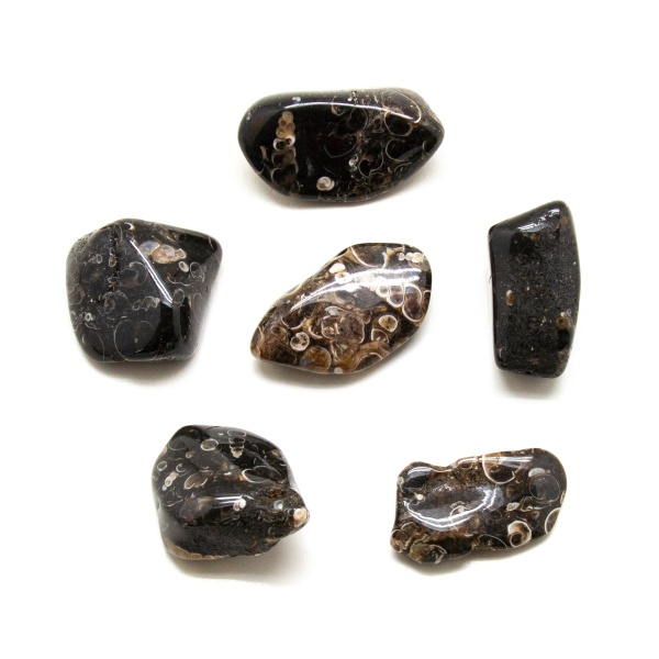 Turritella Agate Tumbled Stone Set (Extra Large)-207761