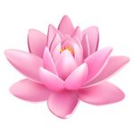 lotus feng shui lotus feng shui