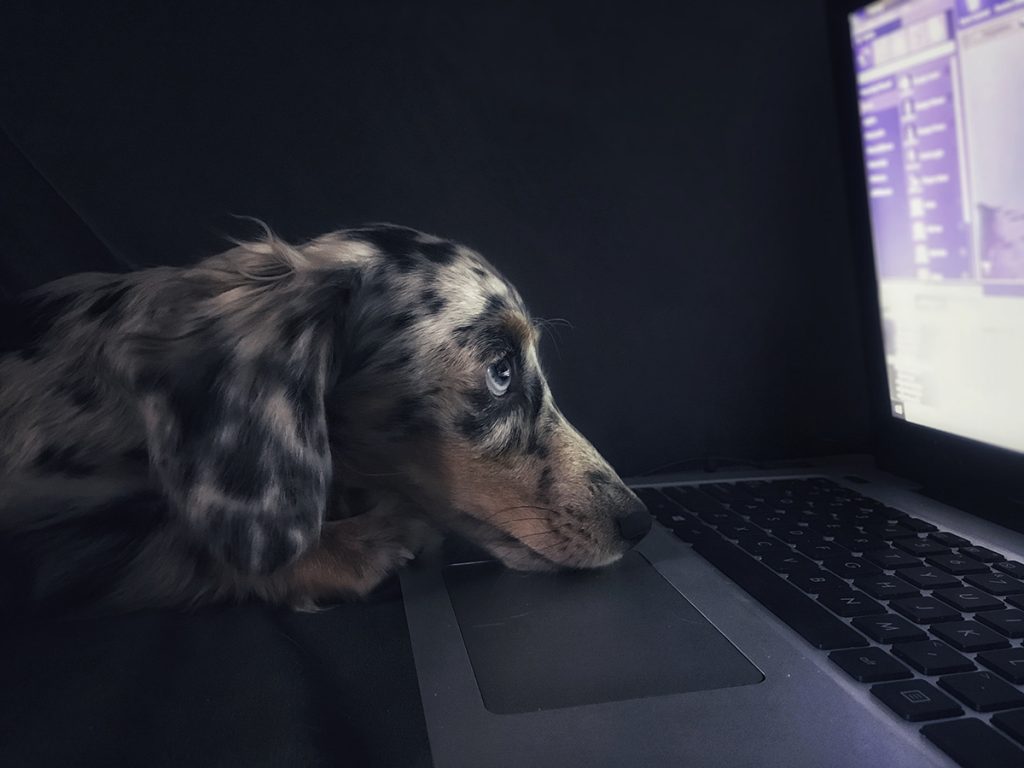 dog on a laptop crystals for workaholics