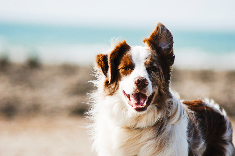 pauline-loroy-U3aF7hgUSrk-unsplash spirit animals - your spirit guides