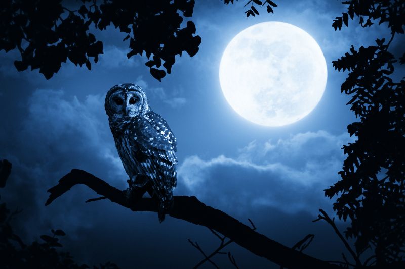 blue moon