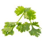 —Pngtree—cilantro organic vegetarian vegetables_6645135