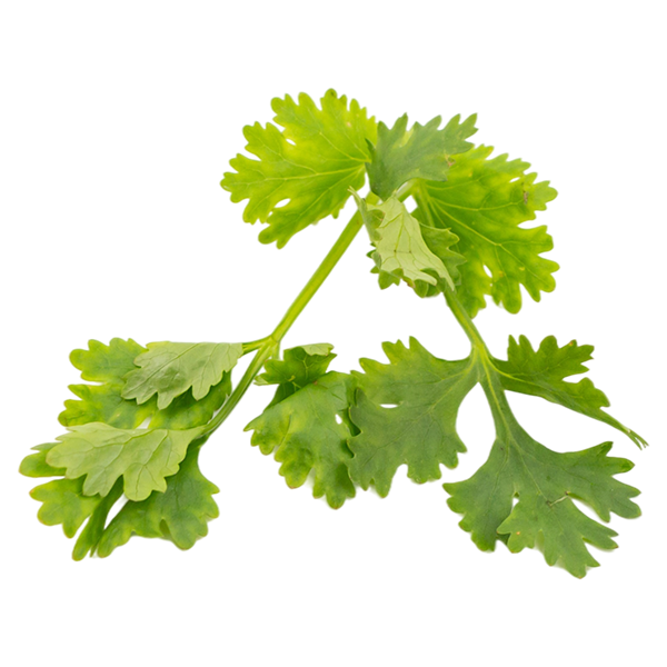 Cilantro Meaning, Healing, and Magical Uses Herb Encyclopedia
