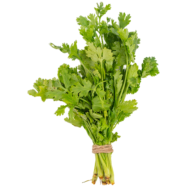 Cilantro Meaning, Healing, and Magical Uses Herb Encyclopedia
