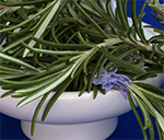 rosemary