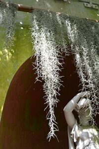spanish moss Nucatum amygdalarum, CC BY-SA 4.0 <https://creativecommons.org/licenses/by-sa/4.0>, via Wikimedia Commons