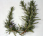 rosemary