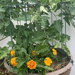 Marigolds protecting and enhancing tomatoes ~Master Hank Jun 2022