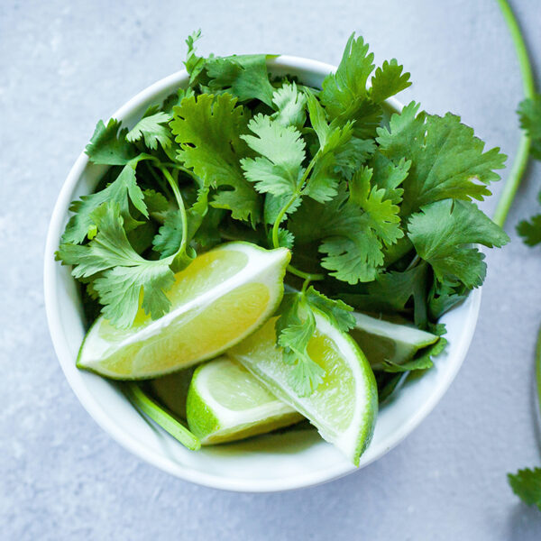 Cilantro Meaning, Healing, and Magical Uses Herb Encyclopedia