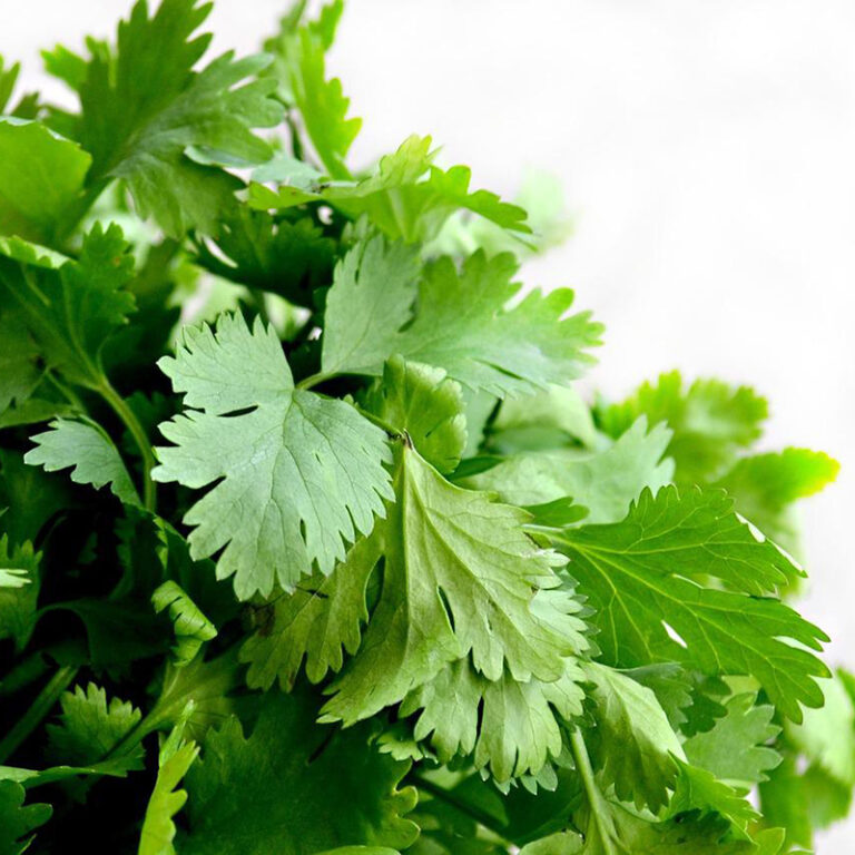 Cilantro Meaning, Healing, and Magical Uses Herb Encyclopedia