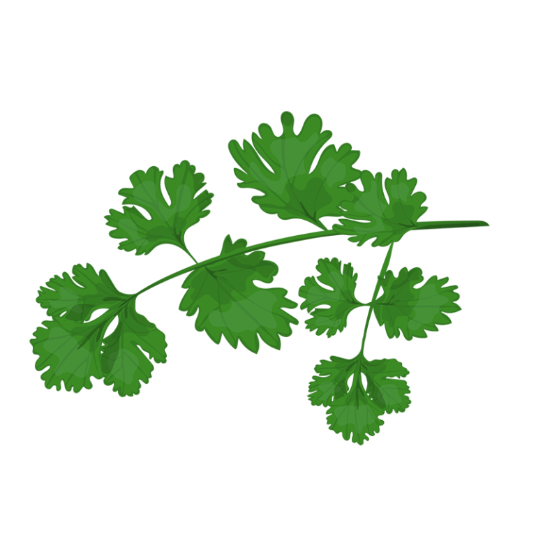 Cilantro Meaning, Healing, and Magical Uses Herb Encyclopedia