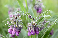 comfrey-c9