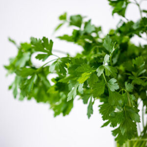 cilantro