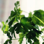 cilantro plant