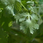 cilantro leaf