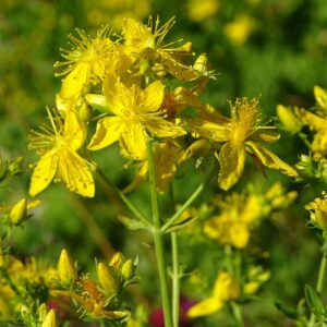st-johns-wort-g7135a1642_640