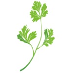 cilantro