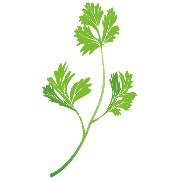Cilantro Meaning, Healing, and Magical Uses Herb Encyclopedia