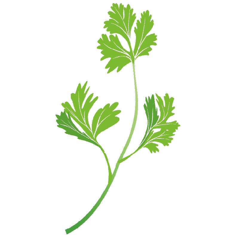 Cilantro Meaning, Healing, and Magical Uses Herb Encyclopedia